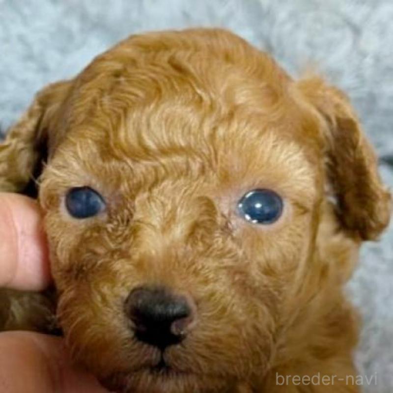 販売中の秋田県のトイプードル-429349の4枚目