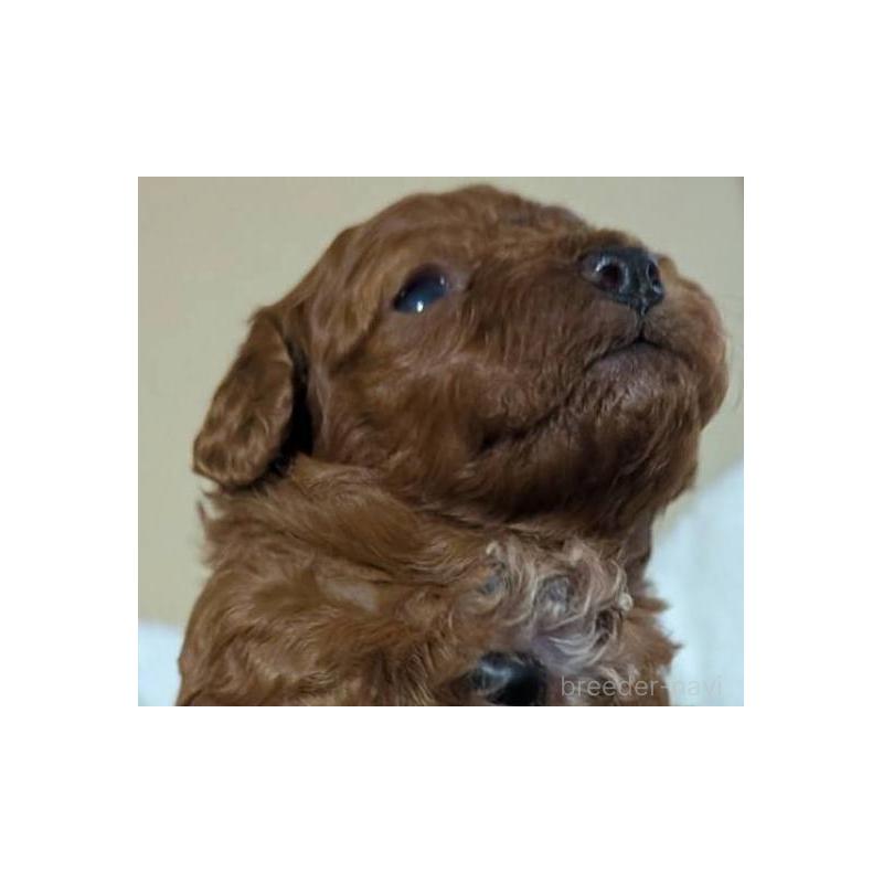 販売中の秋田県のトイプードル-429349の3枚目