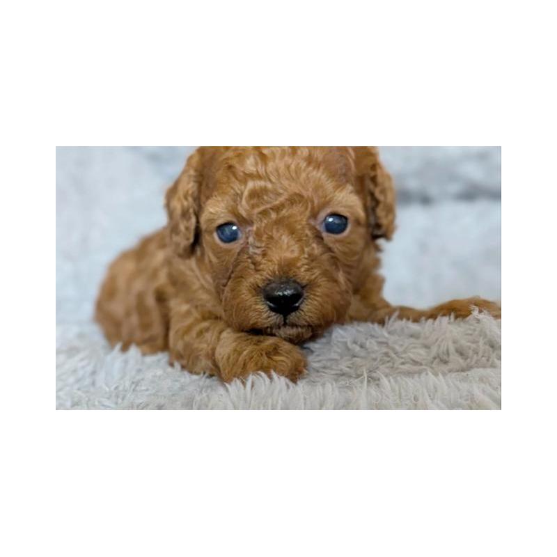 販売中の秋田県のトイプードル-429349の2枚目