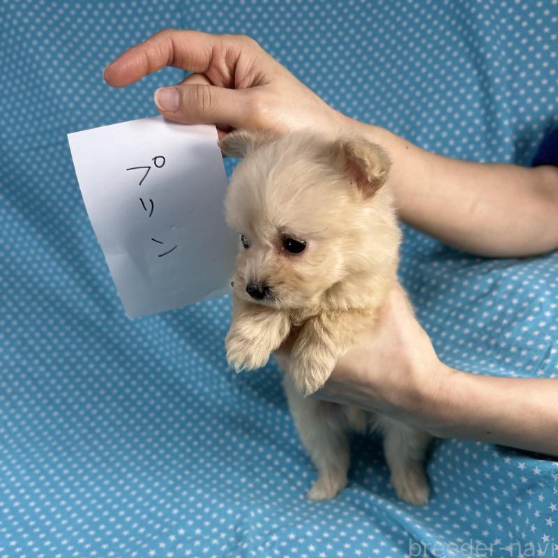 販売中の北海道のポメプー:ポメラニアン×トイプードル-429350の4枚目