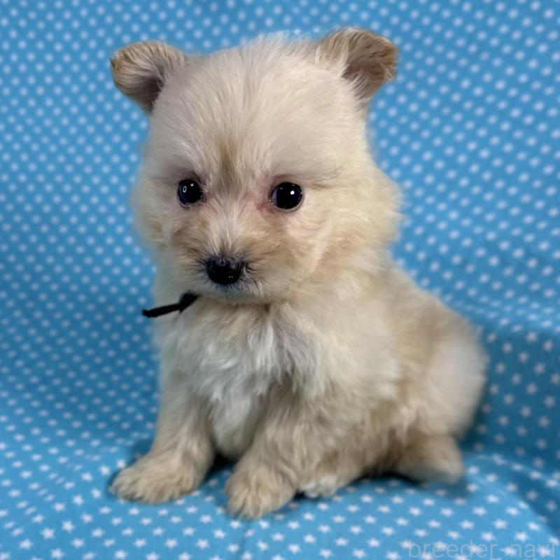 販売中の北海道のポメプー:ポメラニアン×トイプードル-429350の3枚目