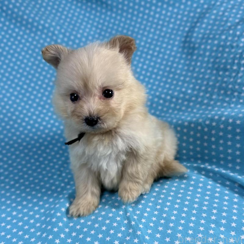 販売中の北海道のポメプー:ポメラニアン×トイプードル-429350の2枚目