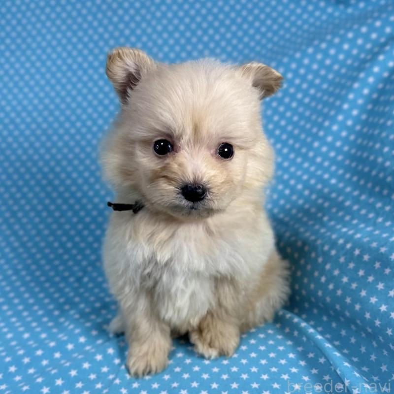 販売中の北海道のポメプー:ポメラニアン×トイプードル-429350