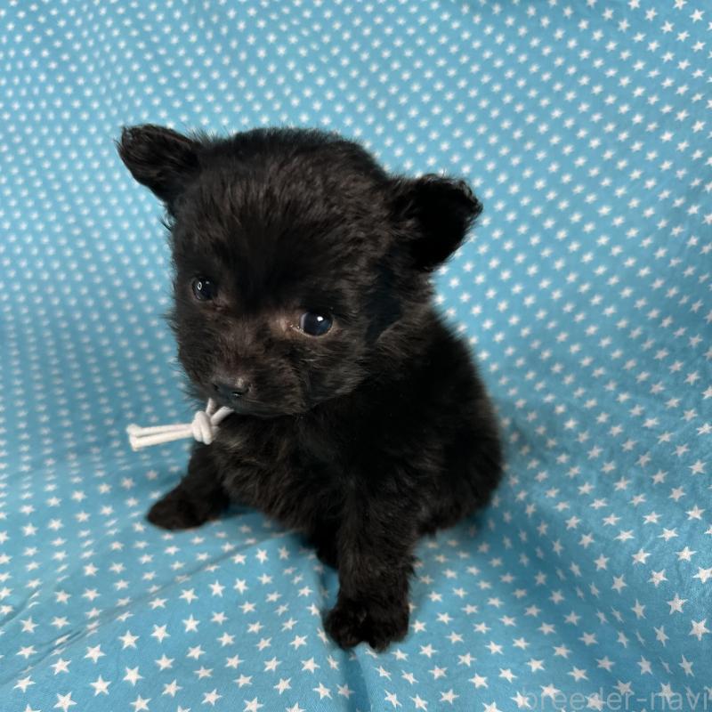 販売中の北海道のポメプー:ポメラニアン×トイプードル-429351の4枚目