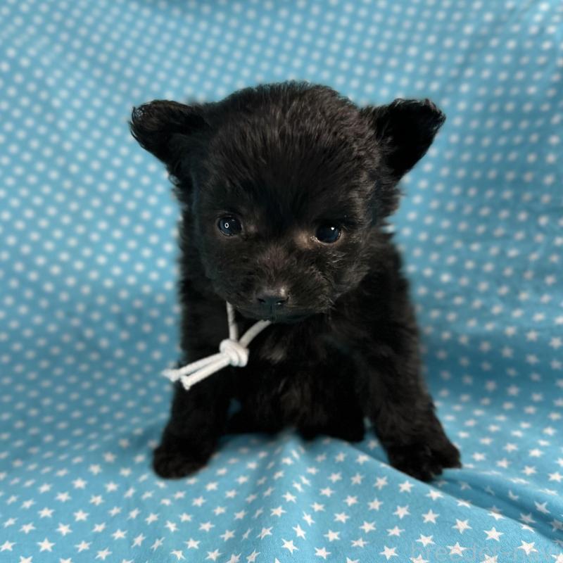 販売中の北海道のポメプー:ポメラニアン×トイプードル-429351の3枚目