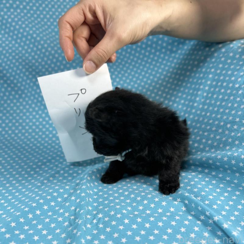 販売中の北海道のポメプー:ポメラニアン×トイプードル-429351の2枚目