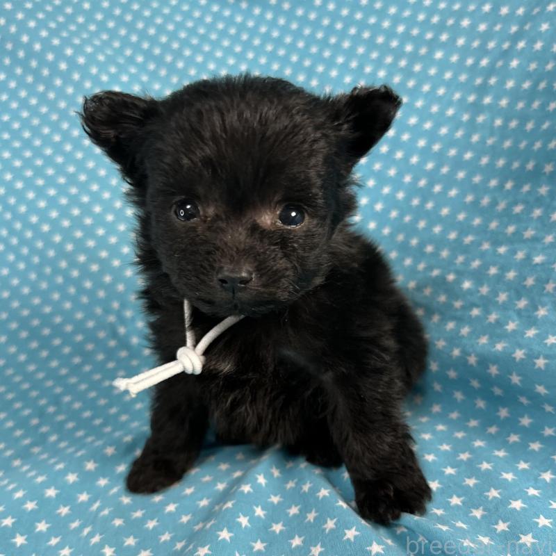 販売中の北海道のポメプー:ポメラニアン×トイプードル-429351