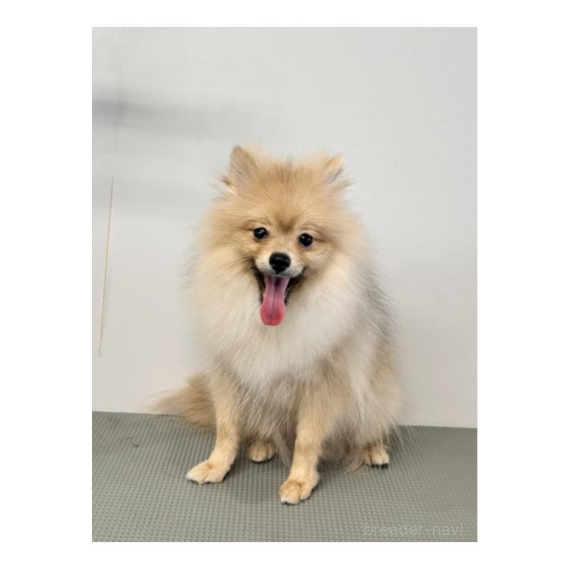 販売中の群馬県のポメラニアン-419226の3枚目