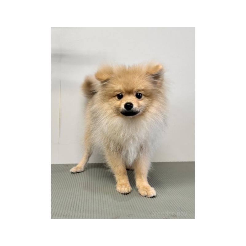 成約済の群馬県のポメラニアン-419227の4枚目