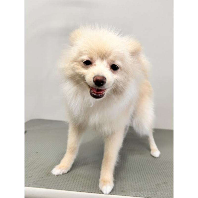 販売中の群馬県のポメラニアン-413266の3枚目