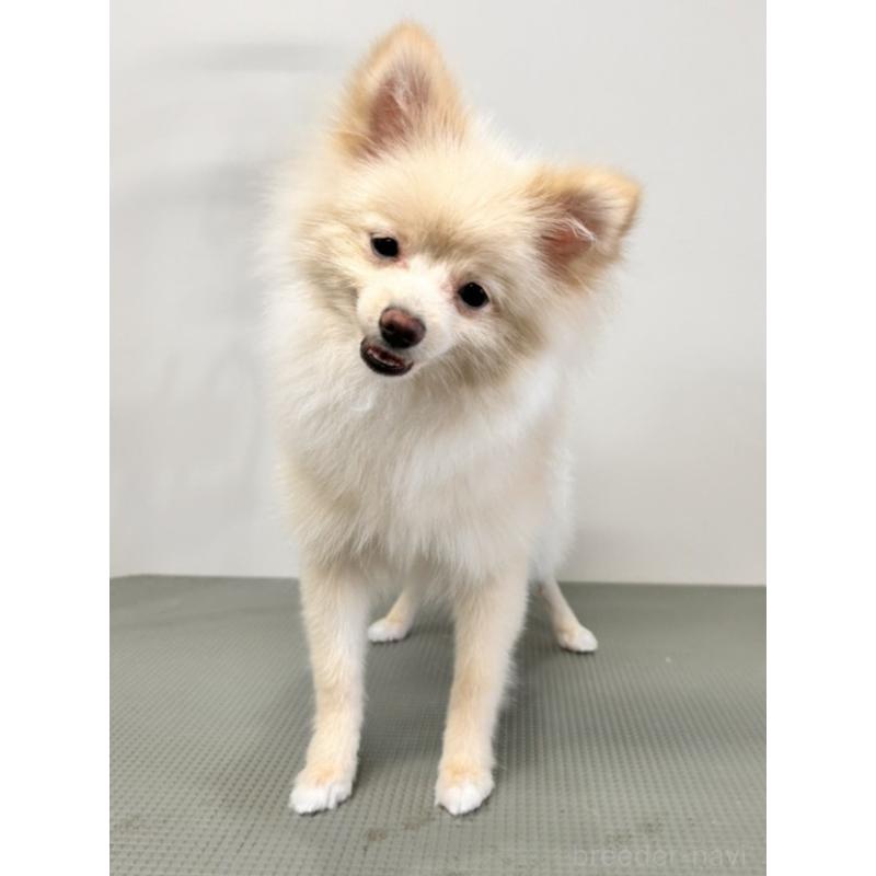 販売中の群馬県のポメラニアン-413266の2枚目