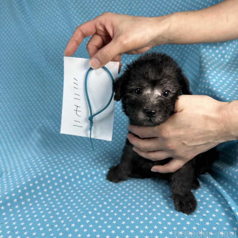 販売中の北海道のミックス犬-429352の4枚目