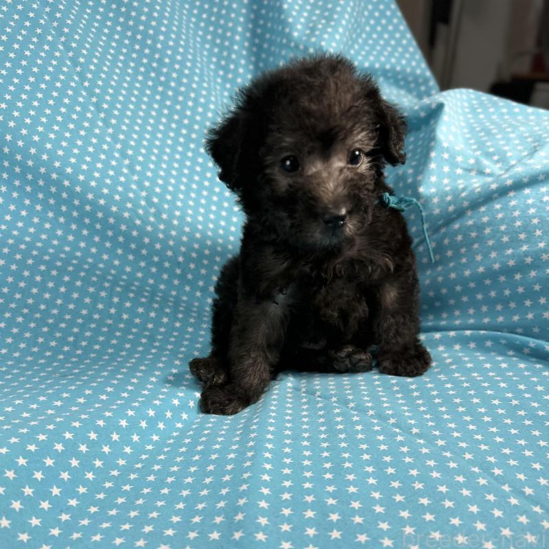 販売中の北海道のミックス犬-429352の3枚目