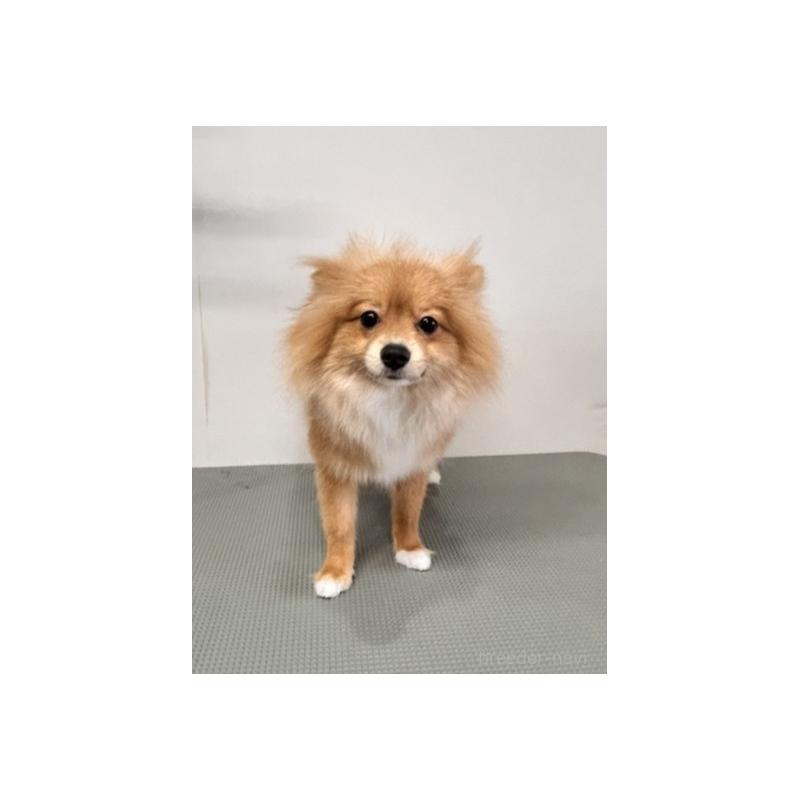 販売中の群馬県のポメラニアン-413271の3枚目