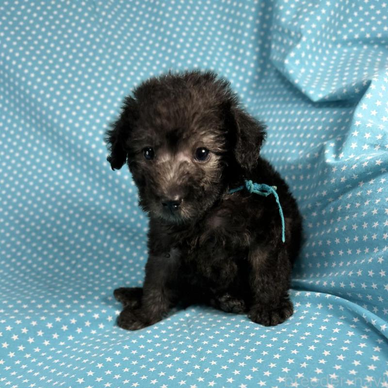 販売中の北海道のミックス犬-429352の2枚目