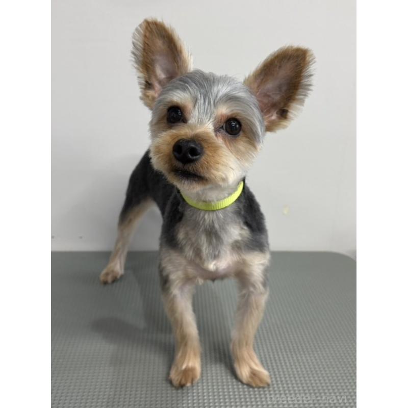 成約済の群馬県のヨークシャーテリア-411937の2枚目