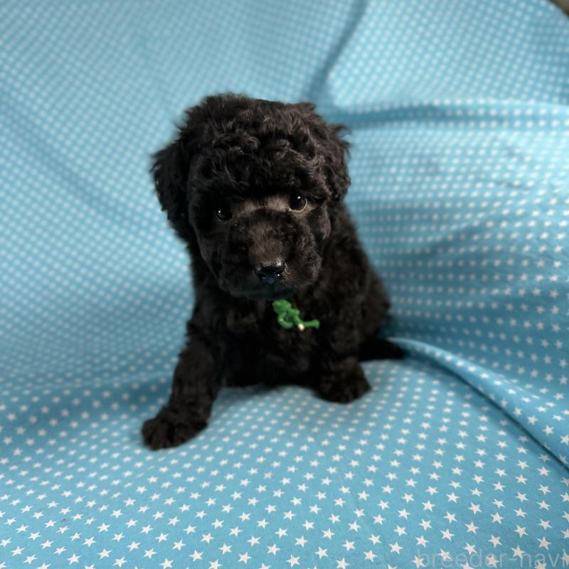 販売中の北海道のミックス犬-429353の4枚目