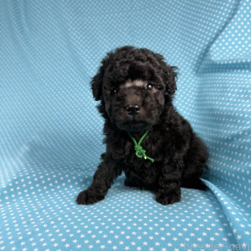 販売中の北海道のミックス犬-429353の3枚目