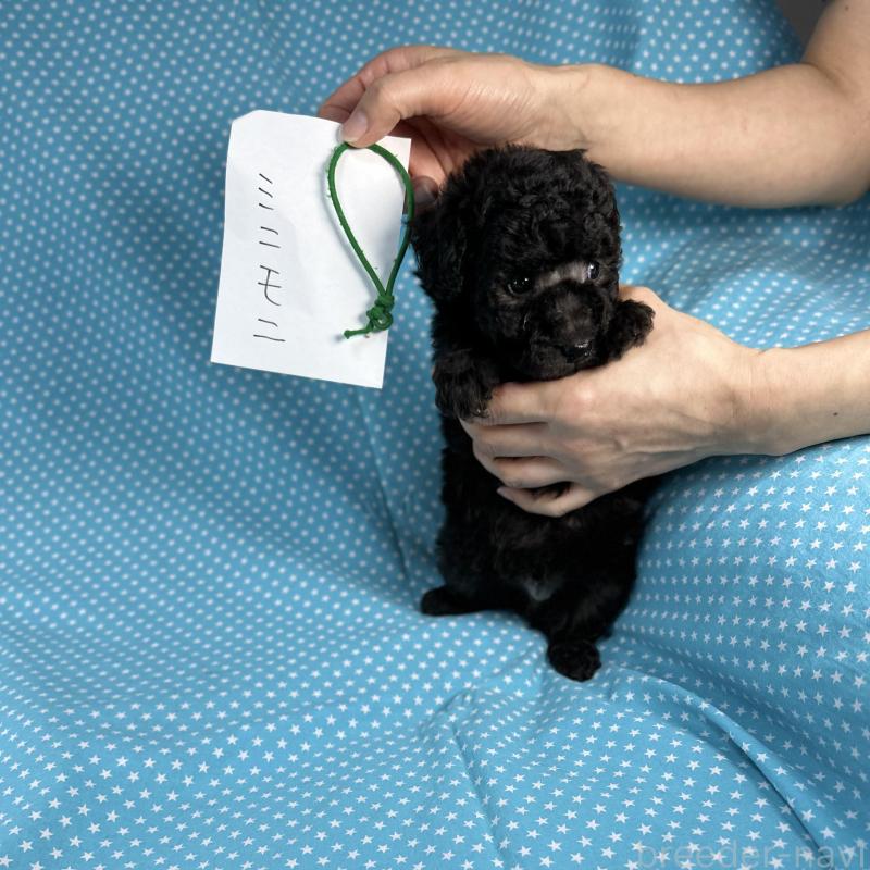 販売中の北海道のミックス犬-429353の2枚目