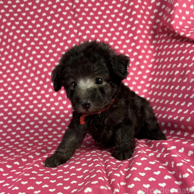 販売中の北海道のミックス犬-429354の4枚目