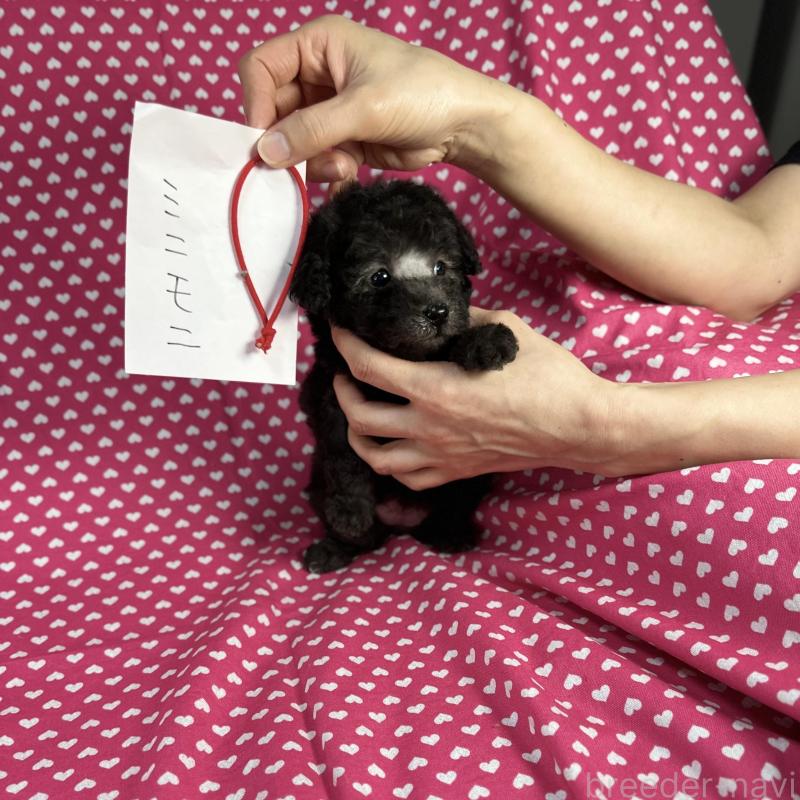 販売中の北海道のミックス犬-429354の3枚目