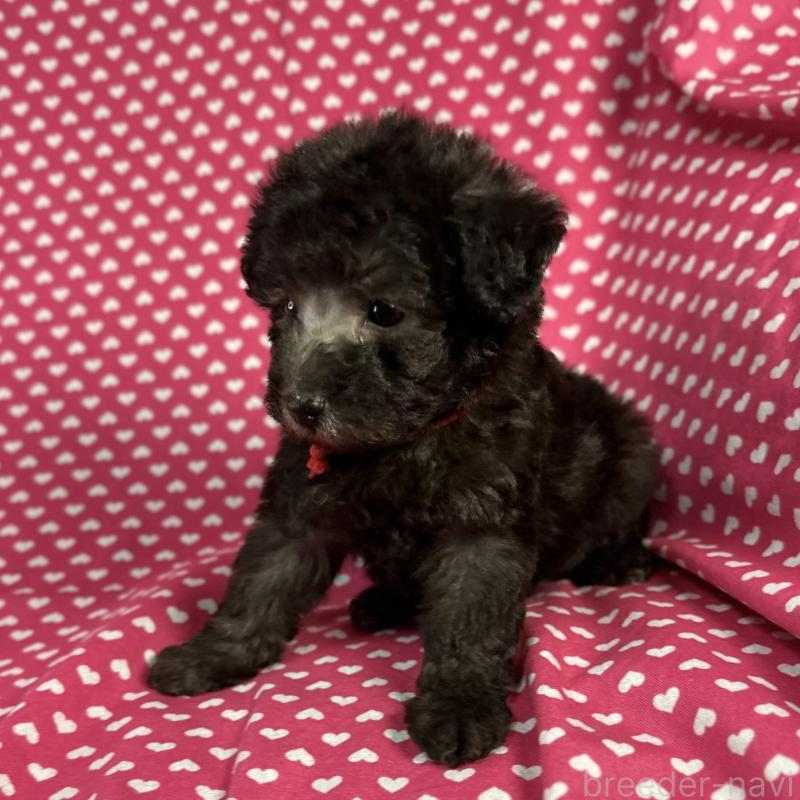 販売中の北海道のミックス犬-429354の2枚目