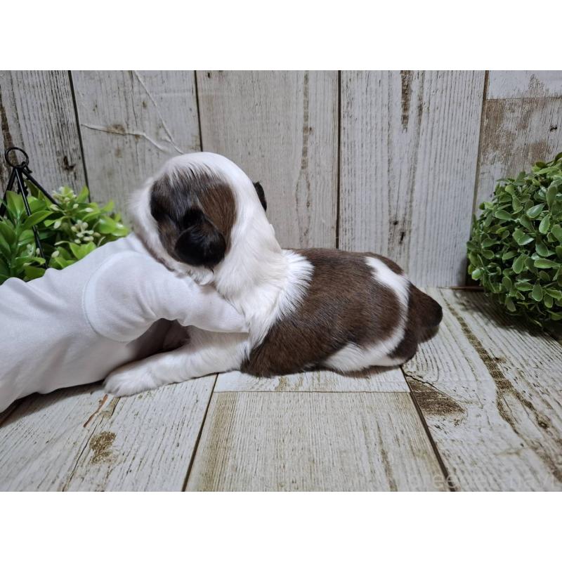 販売中の千葉県のシーズー-429355の5枚目