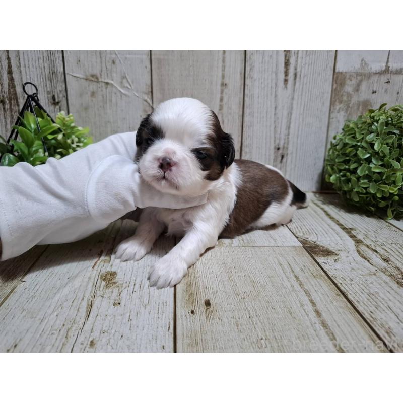 販売中の千葉県のシーズー-429355の6枚目