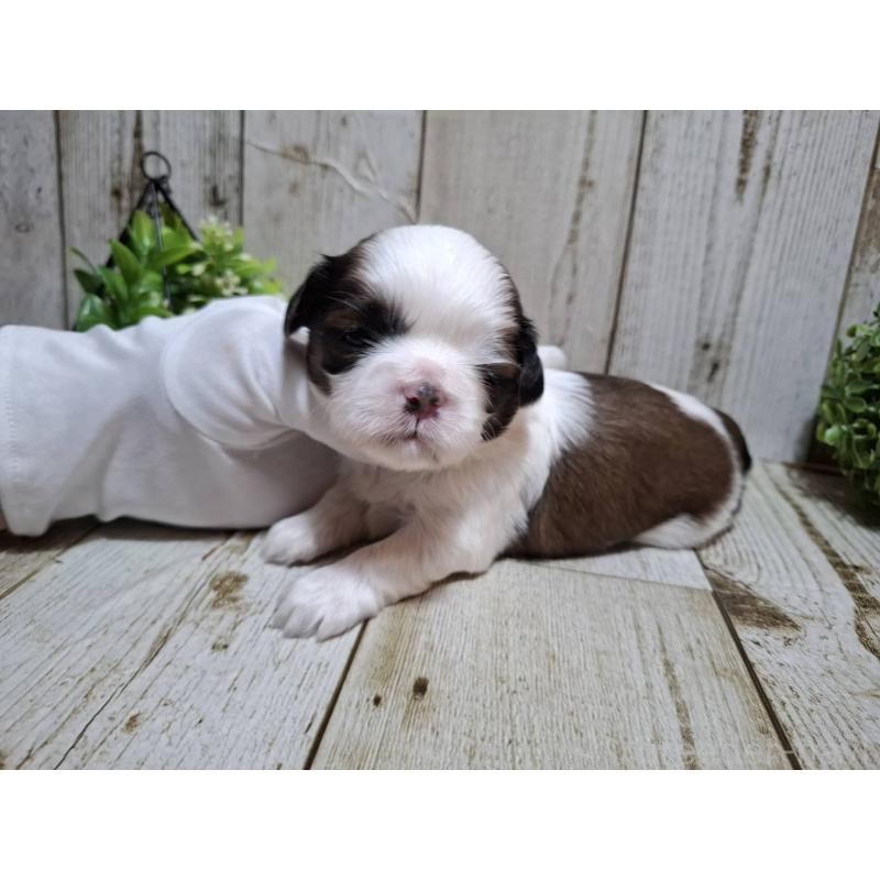 販売中の千葉県のシーズー-429355の4枚目