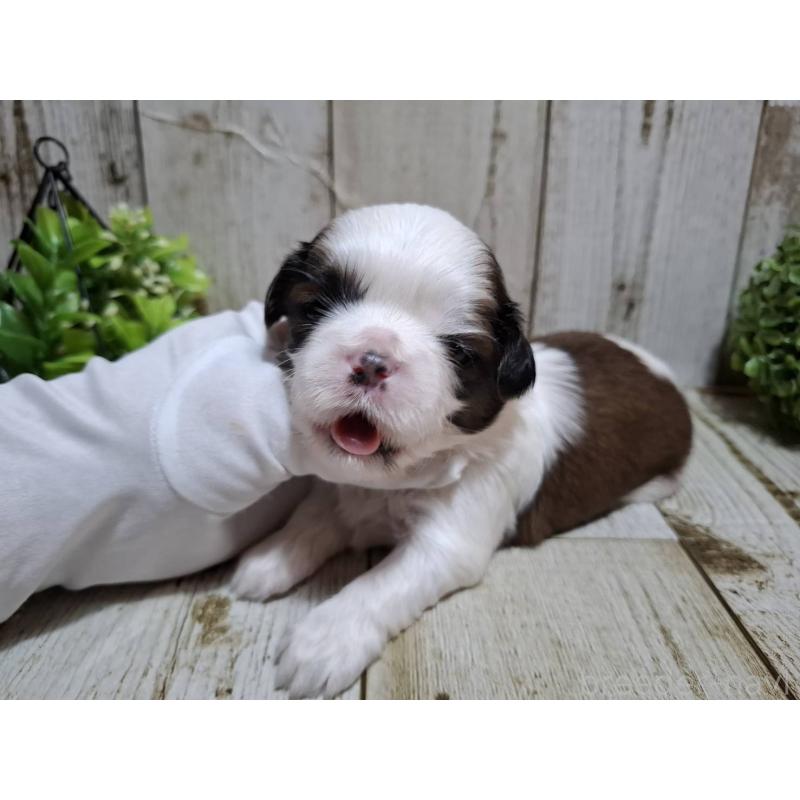 販売中の千葉県のシーズー-429355の3枚目