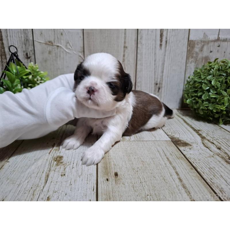 販売中の千葉県のシーズー-429355の2枚目