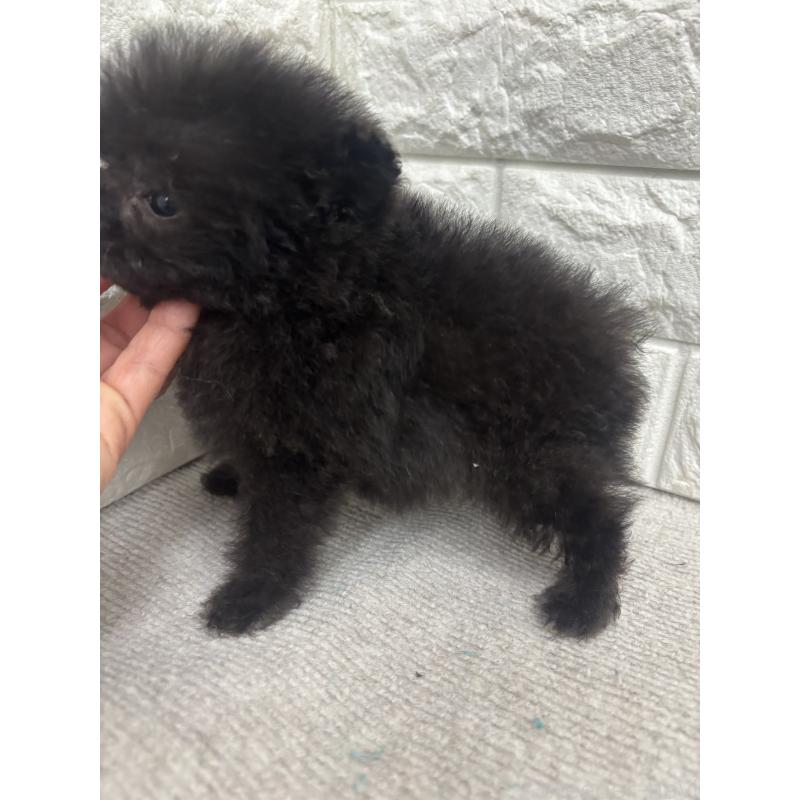 販売中の熊本県のポメプー:ポメラニアン×トイプードル-429358の2枚目