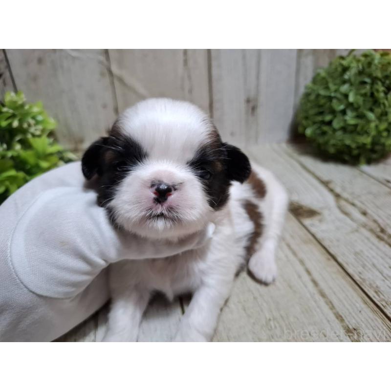 販売中の千葉県のシーズー-429356の8枚目