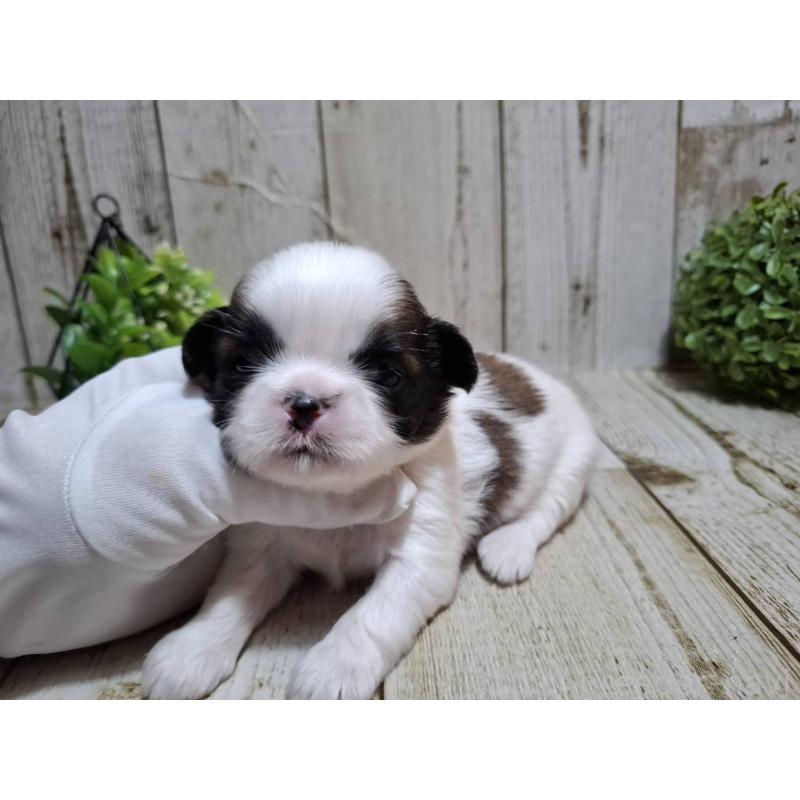 販売中の千葉県のシーズー-429356の7枚目