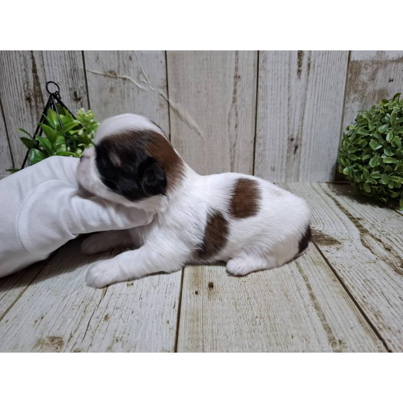 販売中の千葉県のシーズー-429356の6枚目