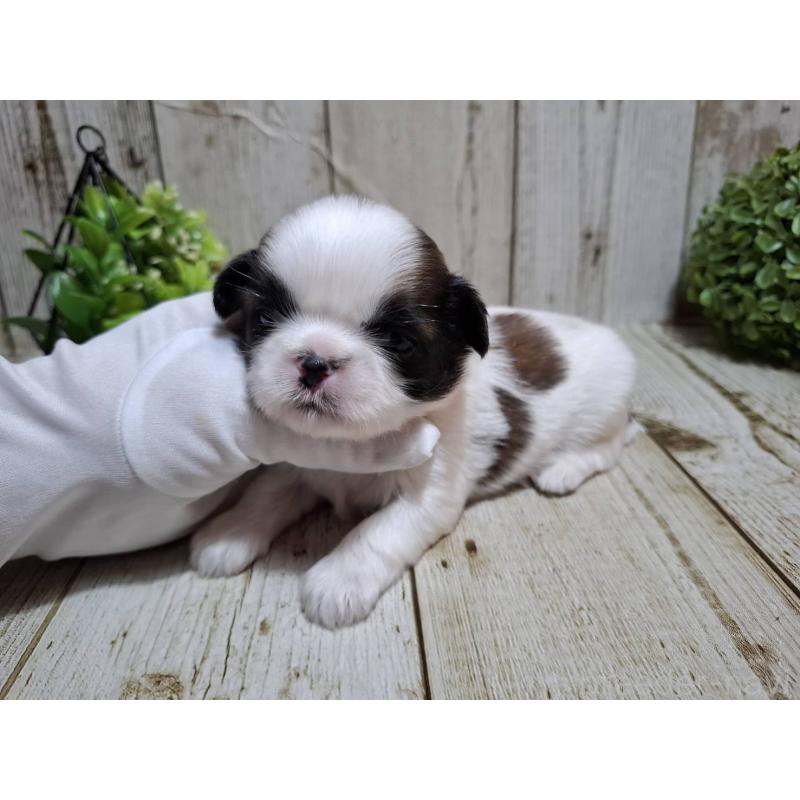 販売中の千葉県のシーズー-429356の5枚目