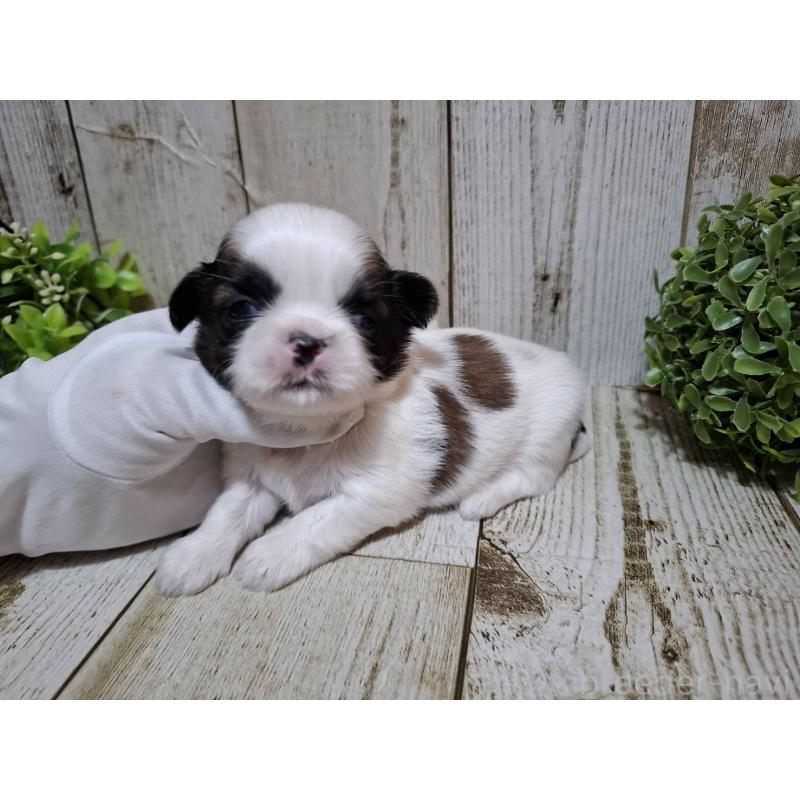 販売中の千葉県のシーズー-429356の4枚目