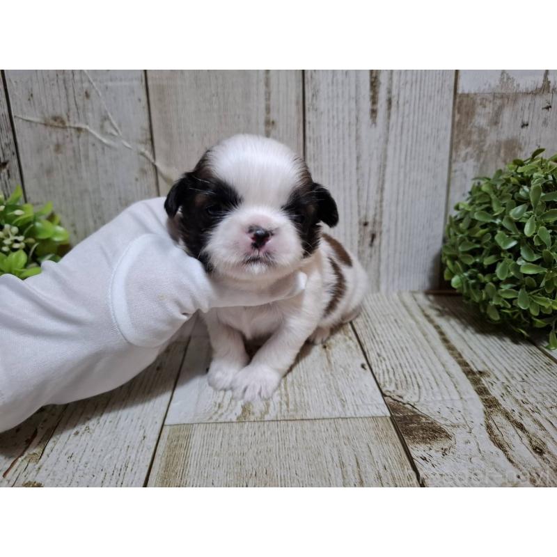 販売中の千葉県のシーズー-429356の3枚目