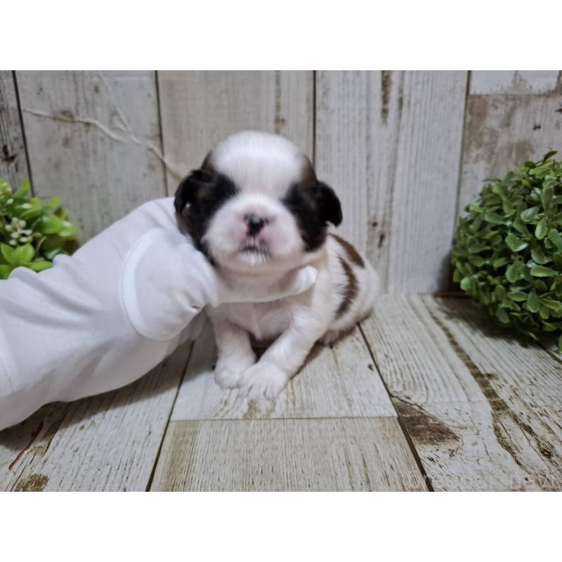 販売中の千葉県のシーズー-429356の2枚目