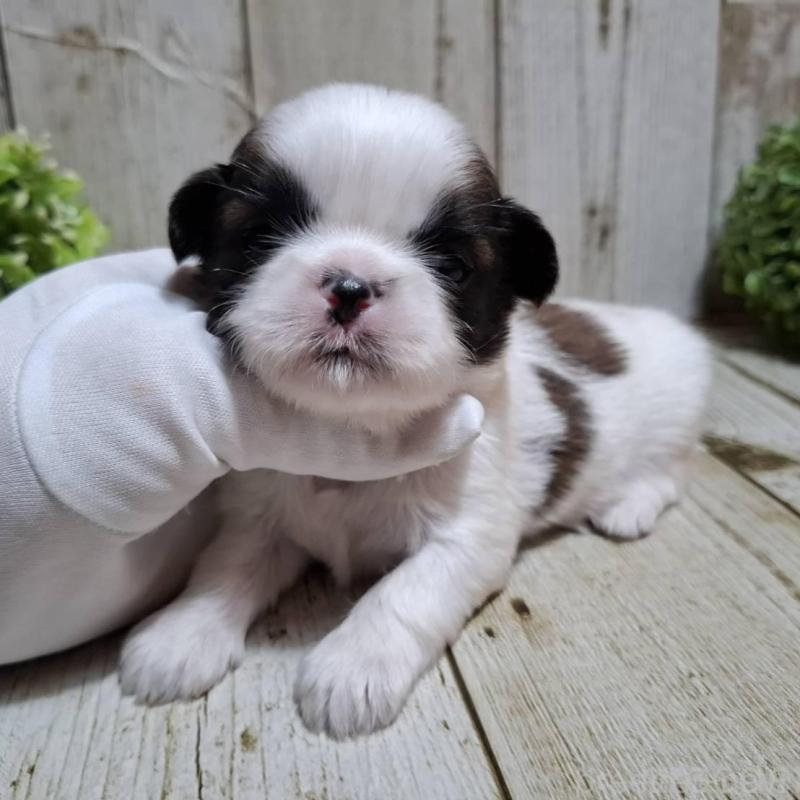 販売中の千葉県のシーズー-429356