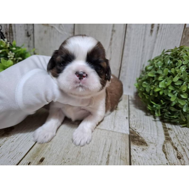 販売中の千葉県のシーズー-429357の7枚目