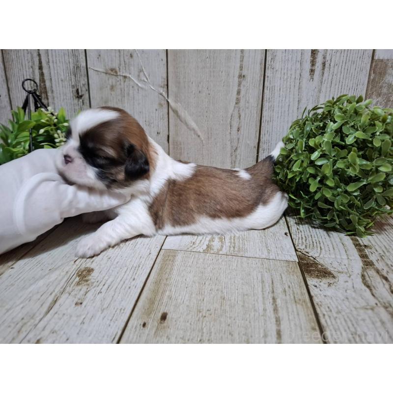 販売中の千葉県のシーズー-429357の8枚目