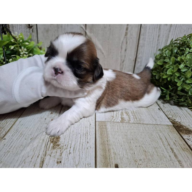 販売中の千葉県のシーズー-429357の6枚目