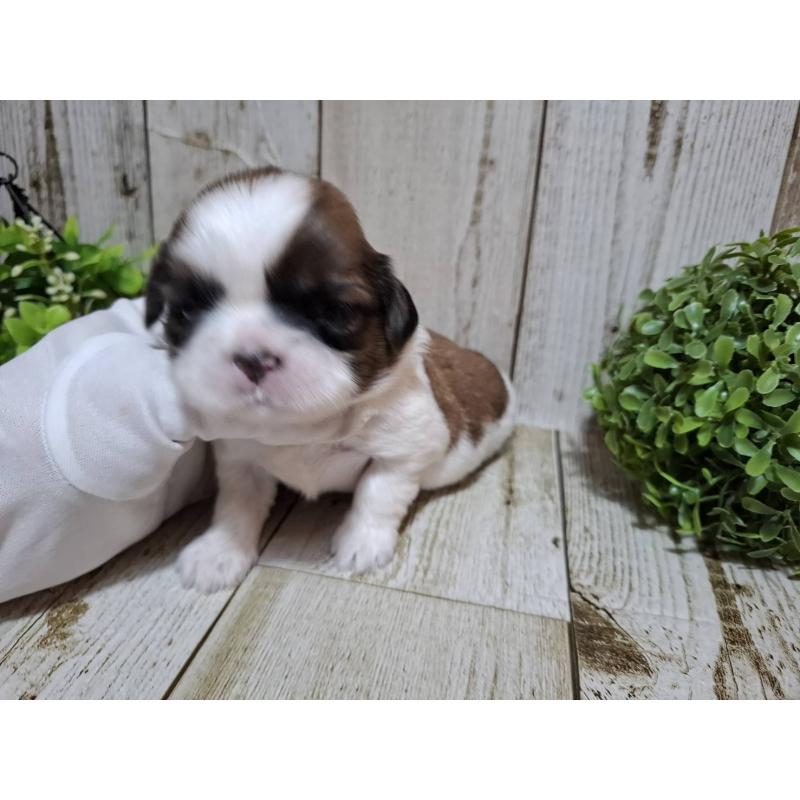 販売中の千葉県のシーズー-429357の5枚目