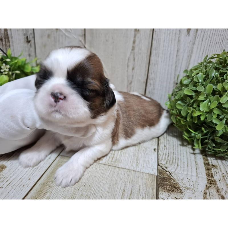 販売中の千葉県のシーズー-429357の4枚目