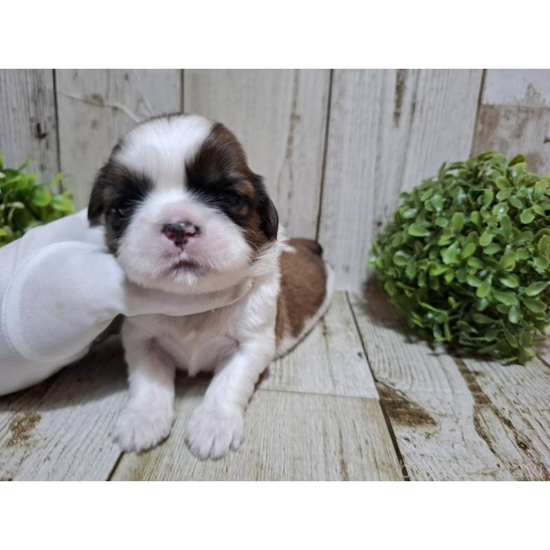 販売中の千葉県のシーズー-429357の3枚目