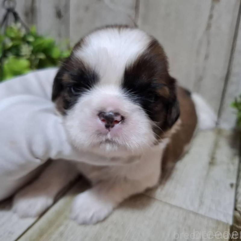 販売中の千葉県のシーズー-429357の2枚目