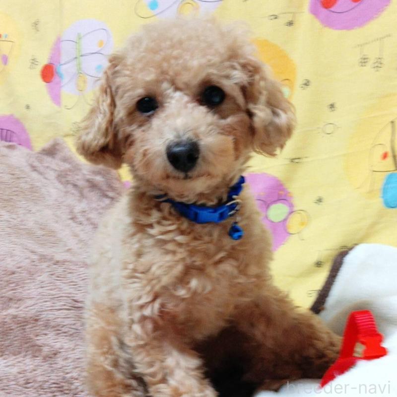 販売中の愛媛県のタイニープードル-367421