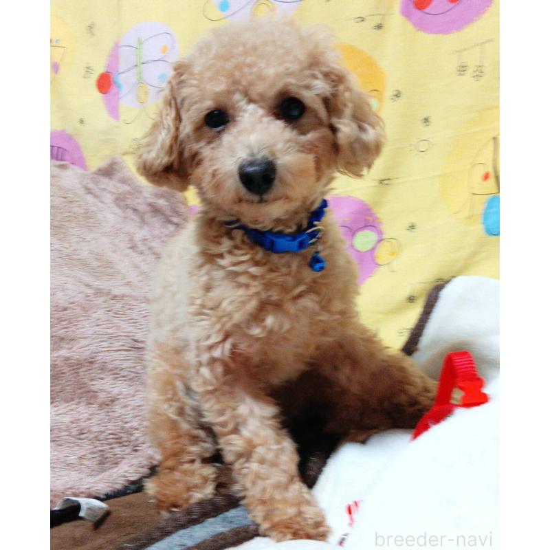 販売中の愛媛県のタイニープードル-367421の2枚目