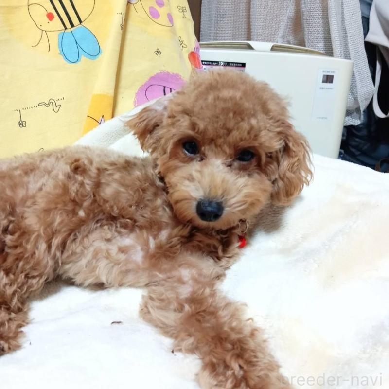 販売中の愛媛県のタイニープードル-367424